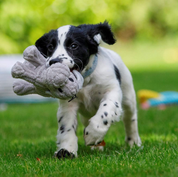 Freddi Cord Plush Puppy Dog Toy – Soft, Durable & Squeaky Cuddle Toy for Pets