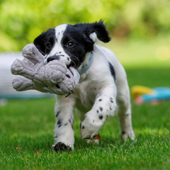 Freddi Cord Plush Puppy Dog Toy – Soft, Durable & Squeaky Cuddle Toy for Pets