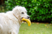 Latex Banana Dog Toy – Large Soft Chew Toy for Fun, Fetch & Interactive Play