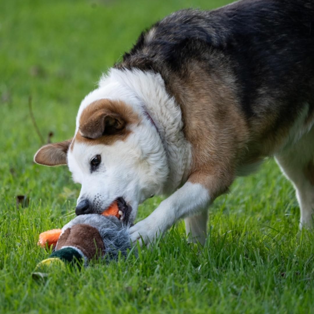Honking & Squeaky Duck Plush Dog Toy – Soft Interactive Chew Toy for Dogs