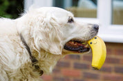 Latex Banana Dog Toy – Large Soft Chew Toy for Fun, Fetch & Interactive Play