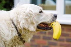 Latex Banana Dog Toy – Large Soft Chew Toy for Fun, Fetch & Interactive Play