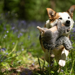 Cyril the Squirrel Plush Dog Toy – Soft, Durable & Fun with Built-In Squeaker