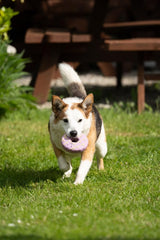 Iced Ring Biscuit Dog Toy – Durable Latex Chew Toy for Fun, Fetch & Interactive Play