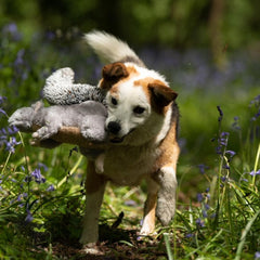 Cyril the Squirrel Plush Dog Toy – Soft, Durable & Fun with Built-In Squeaker