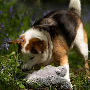 Cyril the Squirrel Plush Dog Toy – Soft, Durable & Fun with Built-In Squeaker
