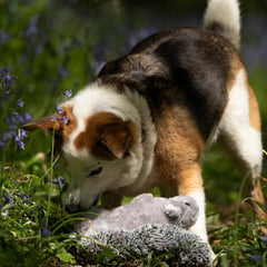 Cyril the Squirrel Plush Dog Toy – Soft, Durable & Fun with Built-In Squeaker