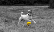 Latex Banana Dog Toy – Large Soft Chew Toy for Fun, Fetch & Interactive Play