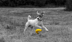 Latex Banana Dog Toy – Large Soft Chew Toy for Fun, Fetch & Interactive Play