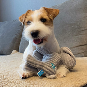 Freddi Cord Plush Puppy Dog Toy – Soft, Durable & Squeaky Cuddle Toy for Pets