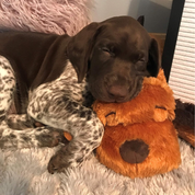 Puppy Heartbeat Stuffed Toy for Dogs, Calming Aid & Anxiety Relief (Brown)